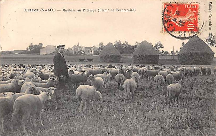 cpa.lisses.nespoulous.moutonsaupaturagefermedebeaurepaire.ex01r.png cpa.lisses.nespoulous.moutonsaupaturagefermedebeaurepaire.ex01r.png