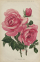 psp:mjpb.debehague.1909.rose.ex01r.png