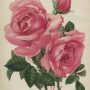 mjpb.debehague.1909.rose.ex01r.png