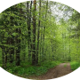 foret.desenart.portrait.png